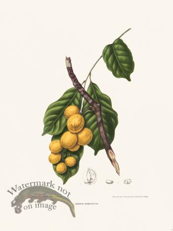 Horticulture of Java 08